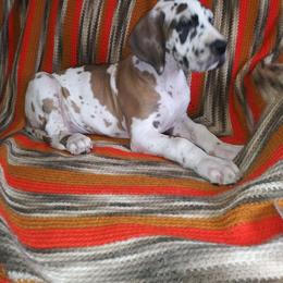 Great Dane Puppies from Monarch Danes