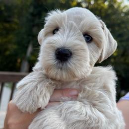 Rolston - Wheaten male Miniature Schnauzer puppy in Russell, Kentucky from Marjorie's Simply Schnauzer