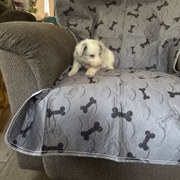 Sylvie - Slate merle female Border Collie puppy in Defuniak Springs, Florida from Blue Cypress Stock dogs