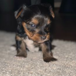 Girl 2 - Black and tan female Yorkshire Terrier puppy in Richland County, South Carolina from Nesha's Pawrific Tails