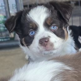 Salem - Red tri female Miniature Australian Shepherd puppy in Paris, Texas from Blue Envy Mini Aussies