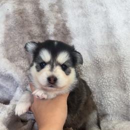 Inky - Black and white male Pomsky puppy in Orange County, California from Pomsky Playpen