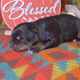 Black Tri Female 2 - Black tri-color female Australian Shepherd puppy in Crossville, Alabama from Bluff View Aussies