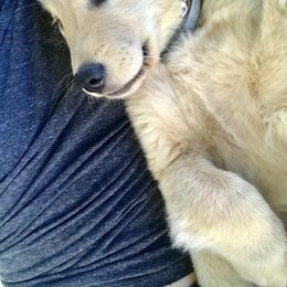 Golden Retriever Puppies from OPK GOLDENS