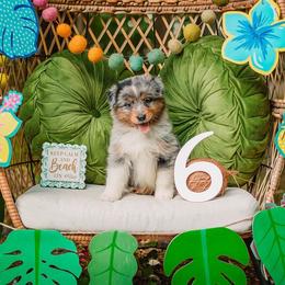 Fin - Blue merle male Australian Shepherd puppy in Eubank, Kentucky from Ashlee's Aussies