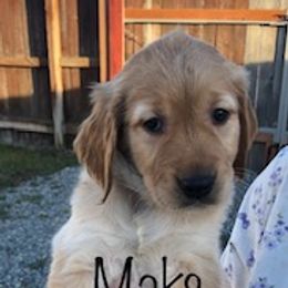 "Our biggest boy!" Golden Retriever Puppies from Karen's Goldens