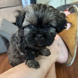 Sweetums - Brindle female Cavatzu puppy in Saint Paul, Minnesota from Amy’s Puppy Tzu