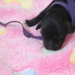 Cockapoo Puppies from JP Cockapoos LLC