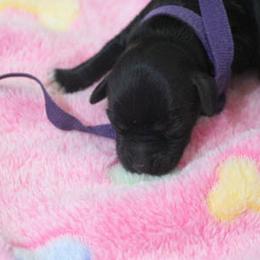 Cockapoo Puppies from JP Cockapoos LLC