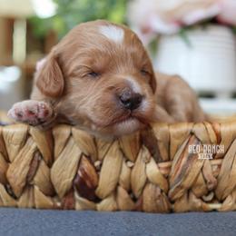 April - Apricot female Goldendoodle puppy in Salado, Texas from Red Ranch Dogs