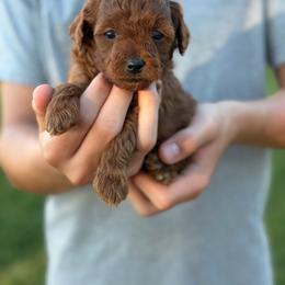 Monica - Red  female Goldendoodle puppy in Cedar City, Utah from Precious Paws Ranch