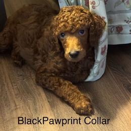 Black Pawprint Collar - Red  male Poodle puppy in Mondovi, Wisconsin from Araeah's Red Standard Poodles