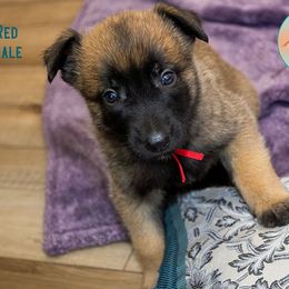 Red Collar Male - Fawn male Belgian Malinois puppy in Fredonia, Arizona from Zion Malinois