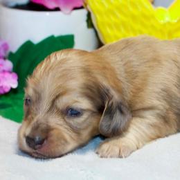 Lola - Dapple female Dachshund puppy in Bellville, Ohio from JK Mini Doxies