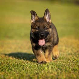 German Shepherd Puppies from Sommerfeld German Shepherds
