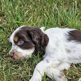 Angler - Liver white and tan male English Springer Spaniel puppy in Grant, Michigan from Bedell's Riverdog Run