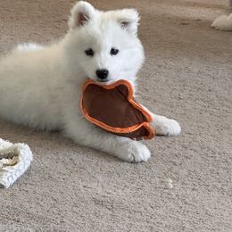"D J" Samoyed Puppies from Calista Samoyeds
