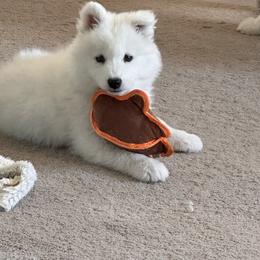 "D J" Samoyed Puppies from Calista Samoyeds
