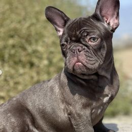 French Bulldogs from GoodLife_Frenchies_Southbay