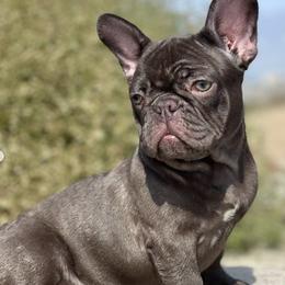 French Bulldogs from GoodLife_Frenchies_Southbay