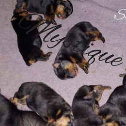 Miniature Schnauzer and Rottweiler Puppies from Mystique Kennel