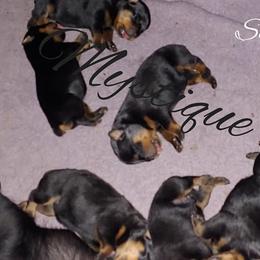 Miniature Schnauzer and Rottweiler Puppies from Mystique Kennel