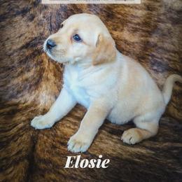 Eloise - Yellow female Labrador Retriever puppy in Wyalusing, Pennsylvania from Cooley’s Labradors Retrievers
