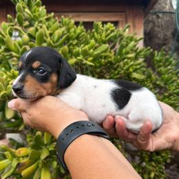Puppy 6 - Piebald female Dachshund puppy in Riverside, California from Saddle Up Dachshunds