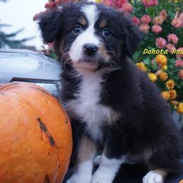 Rex - Black tri-color male Australian Shepherd puppy in Burbank, South Dakota from Dakota Rose Aussies