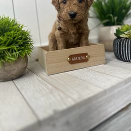 brown collar - Goldendoodle puppy from Cisneros Goldendoodles