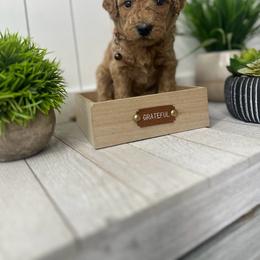 brown collar - Goldendoodle puppy from Cisneros Goldendoodles