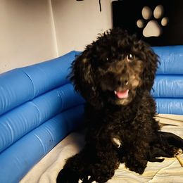 Ari - Maltipoo