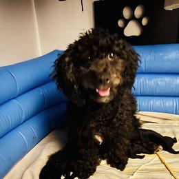 Ari - Maltipoo