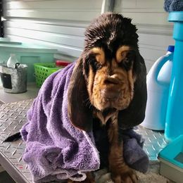 American Bully and Bloodhound Puppies from Blue Collar Kennelz Bloodhounds and American Bullies