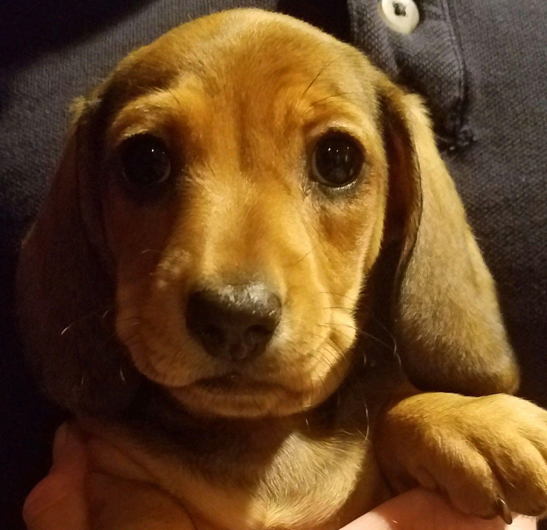 Dachshund Puppies for Sale in Connecticut - CT Breeder