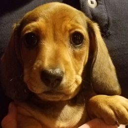 Dachshund Puppies from Racebrook Dachshunds