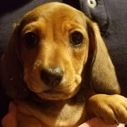 Dachshund Puppies from Racebrook Dachshunds