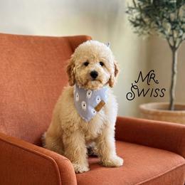 Mr. Swiss - Apricot male Goldendoodle puppy in Sacramento, California from Dandy Doodles Goldendoodles