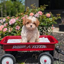 Ava - Blenheim female Cavapoo puppy in Mc Ewen, Tennessee from Spencer's "lil" Cavapoos & Bernedoodles