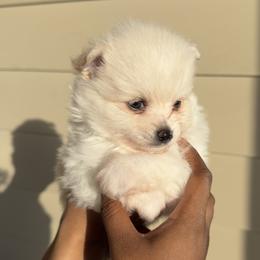Muffin AKC - Cream male Pomeranian puppy in Hampton, Virginia from Hearts Of Love