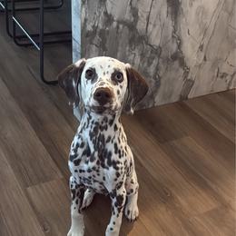 Vanderbilt - White and liver brown male Dalmatian puppy in Bremen, Georgia from Clark’s Dalmatians