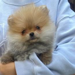Honey - Orange sable male Pomeranian puppy in Citrus Heights, California from Yev and Marina's Pomeranians (AKC)
