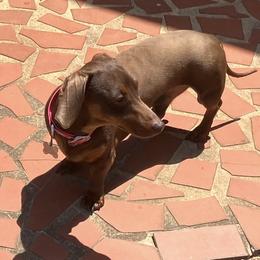 Cooter Brown - Dachshund
