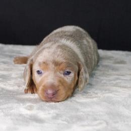 CKC Honey - Dapple female Dachshund puppy in Christiansburg, Virginia from Little Legs Luxury Dachshunds LLC
