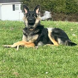 Willow - German Shepherd