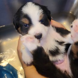 LuLu - Black tri female Miniature American Shepherd puppy in Troy, Ohio from Wiggle Wags Miniature American Shepherds