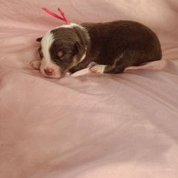 Australian Shepherd and Miniature Australian Shepherd Puppies from Rothsolid Puppies