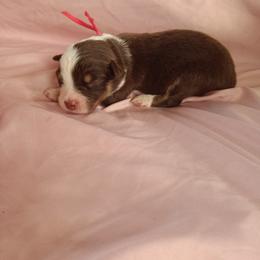 Australian Shepherd and Miniature Australian Shepherd Puppies from Rothsolid Puppies