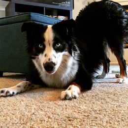 Miniature Australian Shepherd and Toy Australian Shepherd All Grown Up from 2Lazy2P Mini Aussies