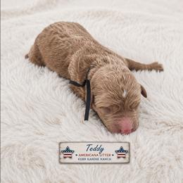 Teddy - Apricot male Goldendoodle puppy in Ashton, Idaho from Kerr Kanine Ranch
